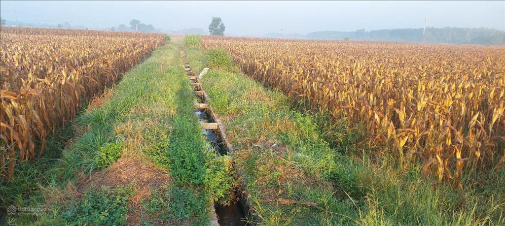 Chủ gửi bán gấp 3.924m2 đất lúa xã thái mỹ  củ chi | giá chỉ 3,5 tỷ (tl) | sát đường ô tô