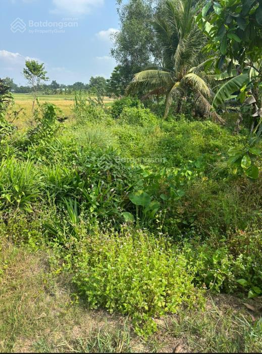 Bán đất thái mỹ củ chi  3700m² mặt tiền nhựa  1.5km đến trung tâm  giá 1tr/m²