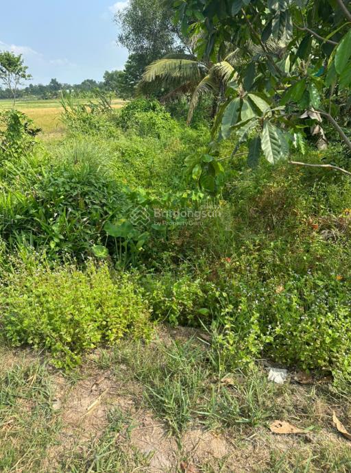 Bán đất thái mỹ củ chi  3700m² mặt tiền nhựa  1.5km đến trung tâm  giá 1tr/m²