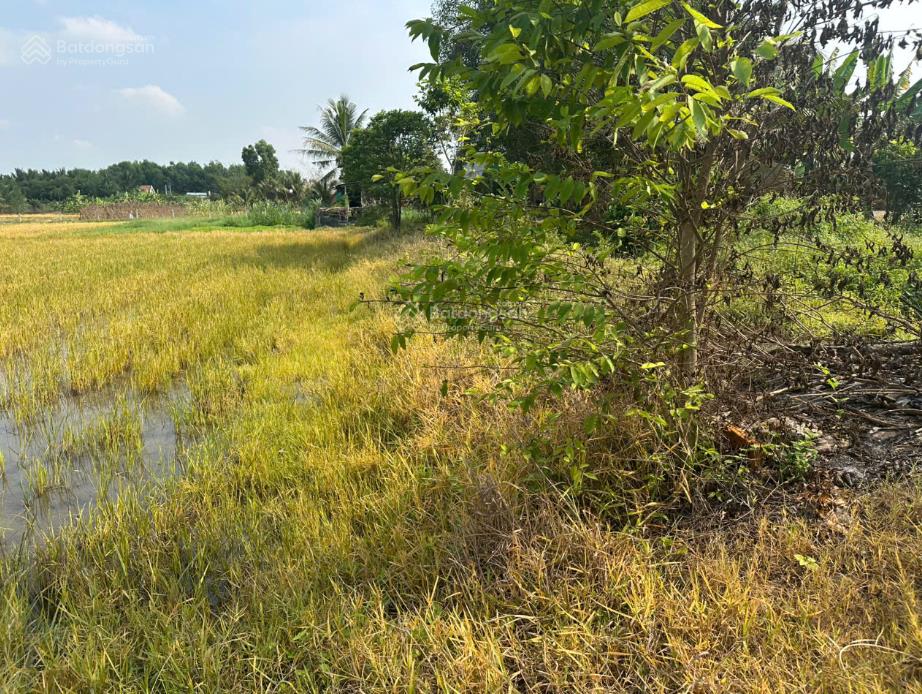 Bán đất thái mỹ củ chi  3700m² mặt tiền nhựa  1.5km đến trung tâm  giá 1tr/m²