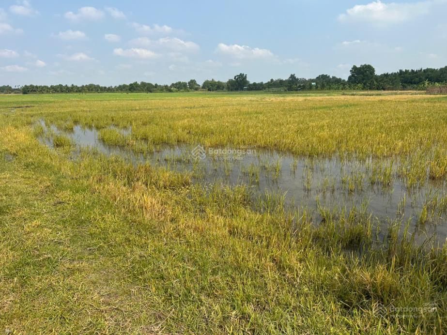 Bán đất thái mỹ củ chi  3700m² mặt tiền nhựa  1.5km đến trung tâm  giá 1tr/m²