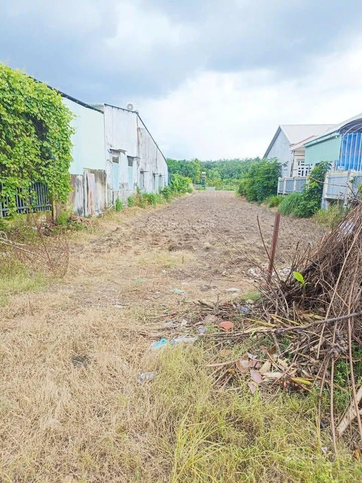 1000m2 có sẵn 500m thổ cư, dân cư đông ngay chợ, đường 32m nhựa chỉ 345 triệu bao chi phí sang tên