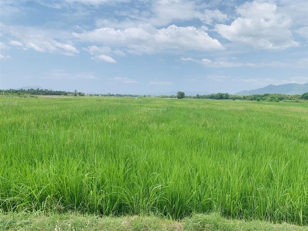 Cần bán lô đất giá 1tr/m2, đất cây hàng năm, bám đường liên thôn 4m, ngang 55m tại bắc cam ranh