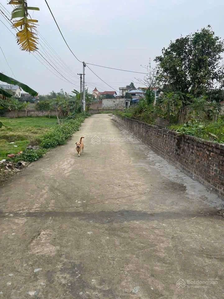 Bán đất tại xã minh phú, 1,35 tỷ, 60m2, mặt tiền 5m đẹp xuất sắc