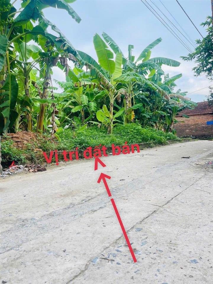 Đất siêu hot tại đại tảo, 1,55 tỷ, 62m2, sổ đỏ đầy đủ