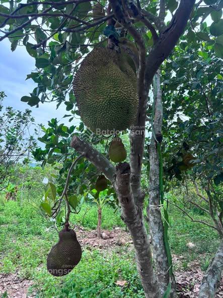 Bán đất tại xã diên lạc, diên khánh, khánh hòa, 13 triệu vnd, 278m2