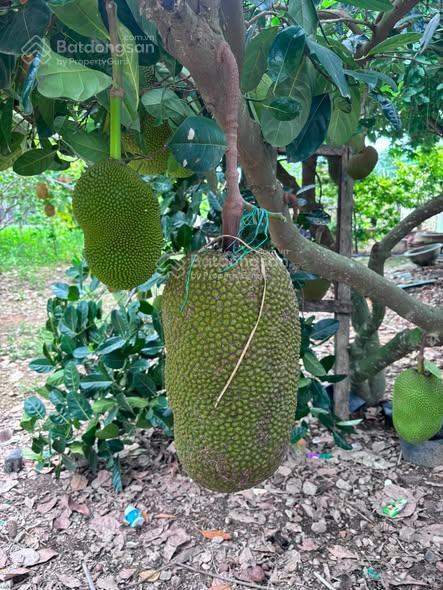 Bán đất tại xã diên lạc, diên khánh, khánh hòa, 13 triệu vnd, 278m2
