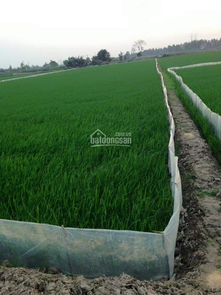 Bán đất phân lô khu đường phạm văn bạch, cống lở, phan huy ích, hxh.  0923 489 ***