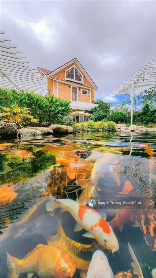 Cần bán villa nghỉ dưỡng hẻm xe hơi lớn đường 3 tháng 4, p.3, đà lạt cách hồ xuân hương 500 mét