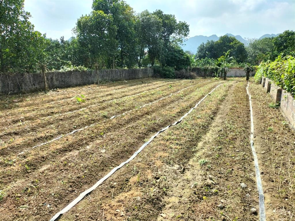 Bán đất chính chủ sổ hồng mới, vị trí đắc địa khu thắng lợi, tỉnh hòa bình, gần ql21, đường hcm