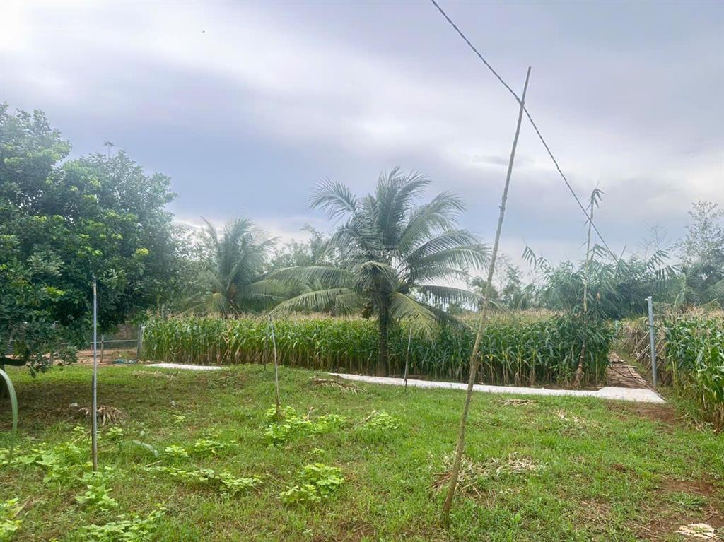 Chốt lời gấp lô đất vàng 560m2  trực diện cổng b sân bay quốc tế long thành. 0868 392 ***