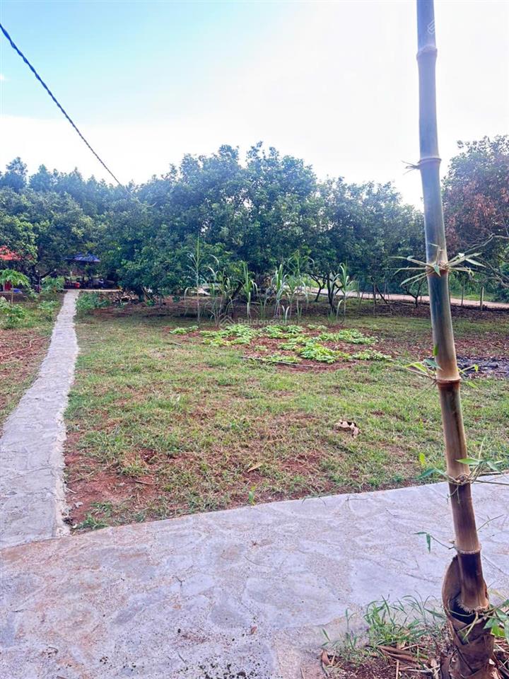 Chốt lời gấp lô đất vàng 560m2  trực diện cổng b sân bay quốc tế long thành. 0868 392 ***