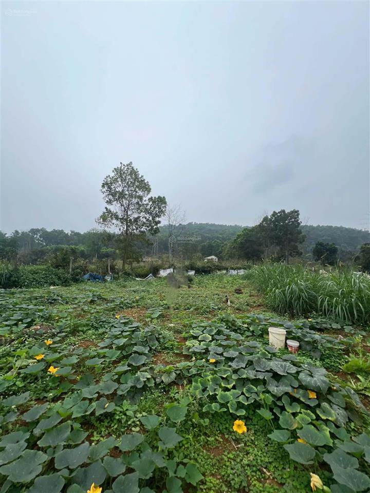 Bán đất đẹp suối hai ba vì thôn bát đầm, xã suối hai, tp. hà nội. đt 1.105,1m² 100m tc.