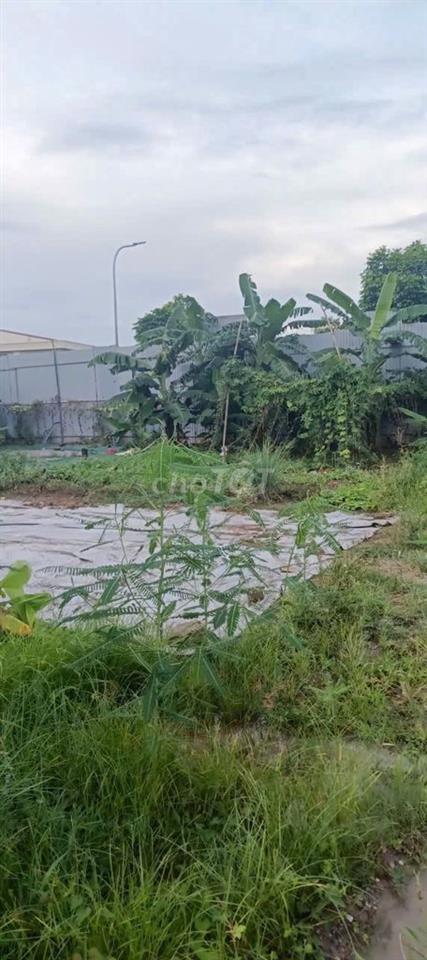 Cho thuê đất tại Đông Mỹ