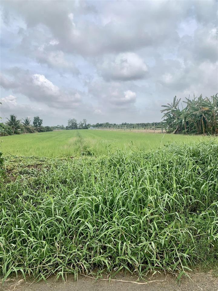 Bán đất 3000m2 tại nguyễn trãi, kiểng phước, gò công đông, 1,2 tỷ, view đẹp, chính chủ