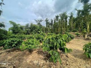 Hạ giá bán nhanh trong tuần vườn tiêu  6308m2  150 thổ cư tại ấp 4, sông ray, đồng nai