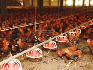 Chuyển nhượng trang trại gà quy mô lớn bình phước, 910 tr/thang, hd 20 năm, dc 2 năm, 9.5ha, 120 ty