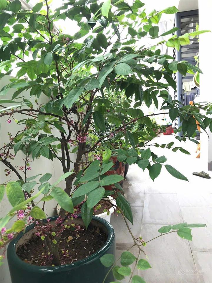 Chủ nhà gửi bán căn 03 tòa ct2a chung cư tràng an complex số 1 phùng chí kiên