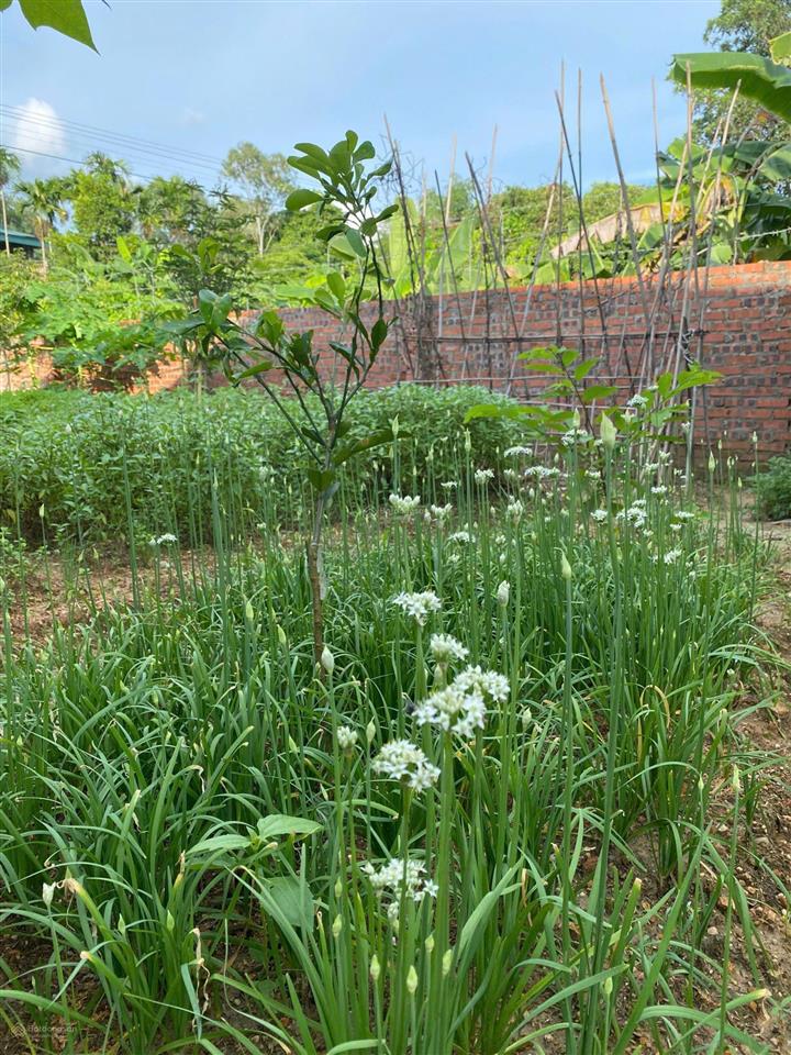 Nhà vườn 1200m² tại nam trung, nam khê, uông bí  không gian sống xanh, nghỉ dưỡng lý tưởng