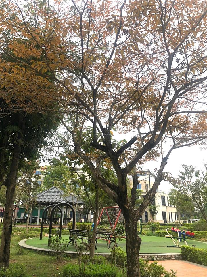 Bán biệt thự đơn lập đặng xá, gia lâm, hà nội