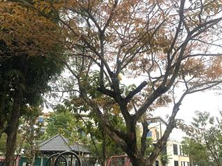 Bán biệt thự đơn lập đặng xá, gia lâm, hà nội