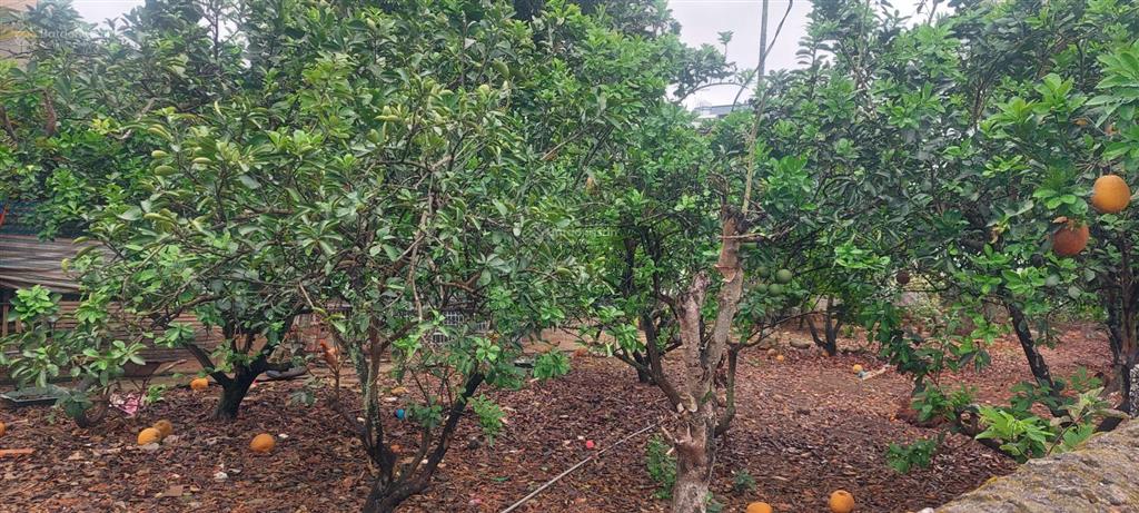 Bán đất thổ cư làn 2 trục dh09 thôn yên thái đông yên quốc oai. (phú cát mới)