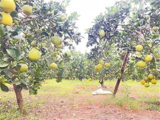 Bán đất mặt tiền tỉnh lộ 2 diên thọ diên khánh. diện tích 6700m2.  0902 162 ***