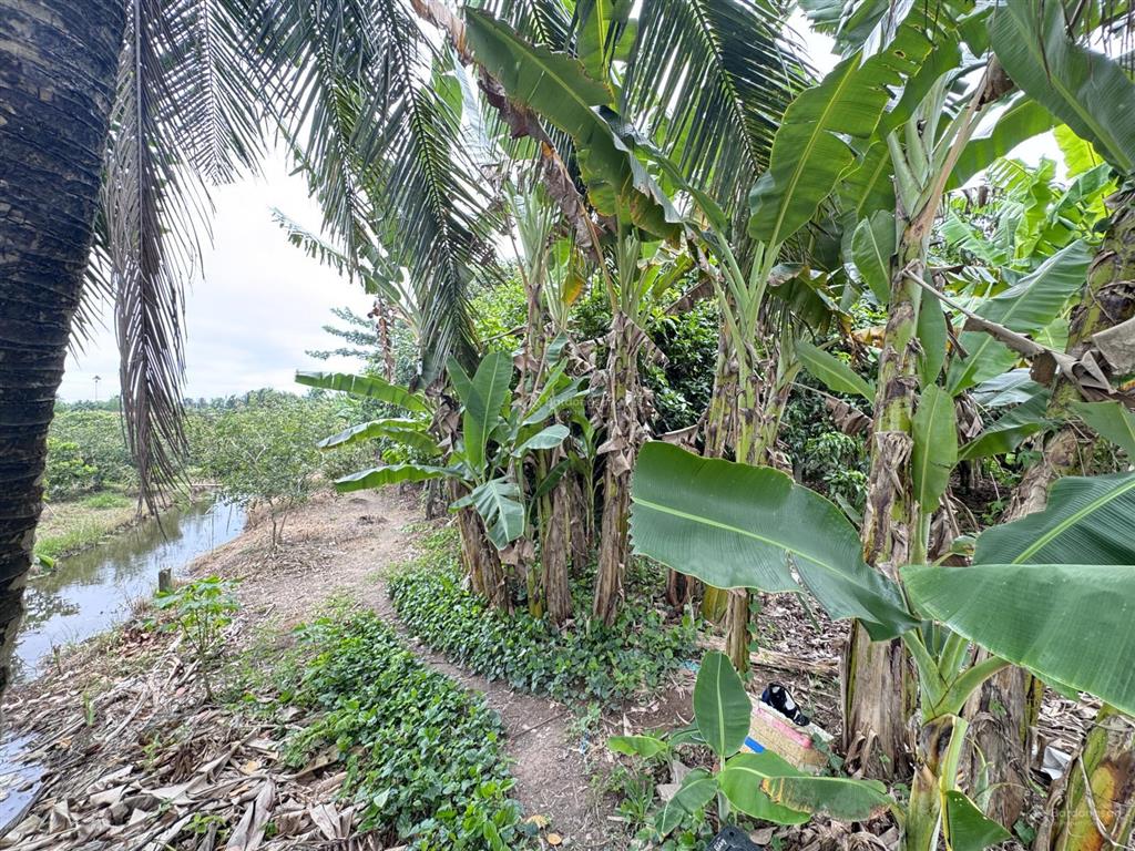 Bán 1.464m2 đất mặt tiền đường lò mổ phía sau khu thiên lộc (đường trương vĩnh nguyên mới)