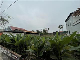 Bán đất xã đảo minh châu ( xã minh châu  huyện ba vì cũ )