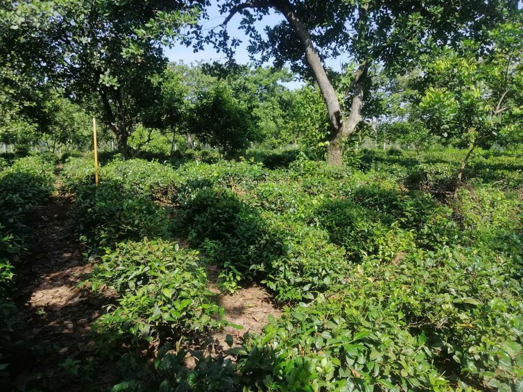 Cấn bán lô đất 2000m2 tại đạ huoai 3 có 60m mặt tiên đương lớn giáp suối đá, giá bán 580 triệu