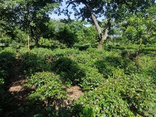 Cấn bán lô đất 2000m2 tại đạ huoai 3 có 60m mặt tiên đương lớn giáp suối đá, giá bán 580 triệu