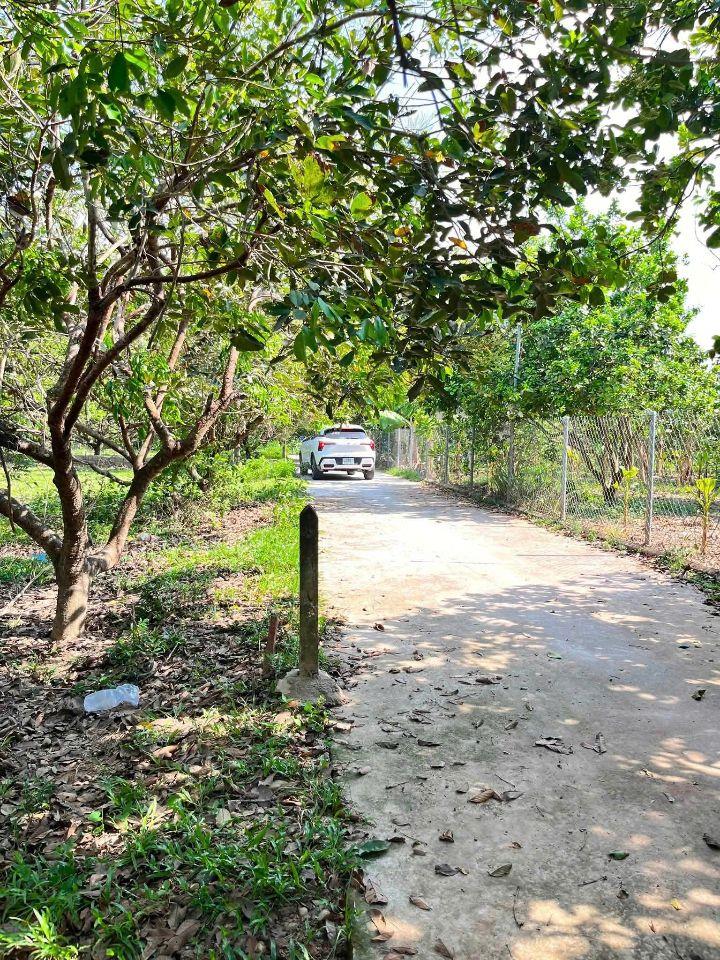 Bán đất Diên Lâm giá rẻ sát bên Hương Lộ 39 - tặng vườn chôm chôm cổ thụ