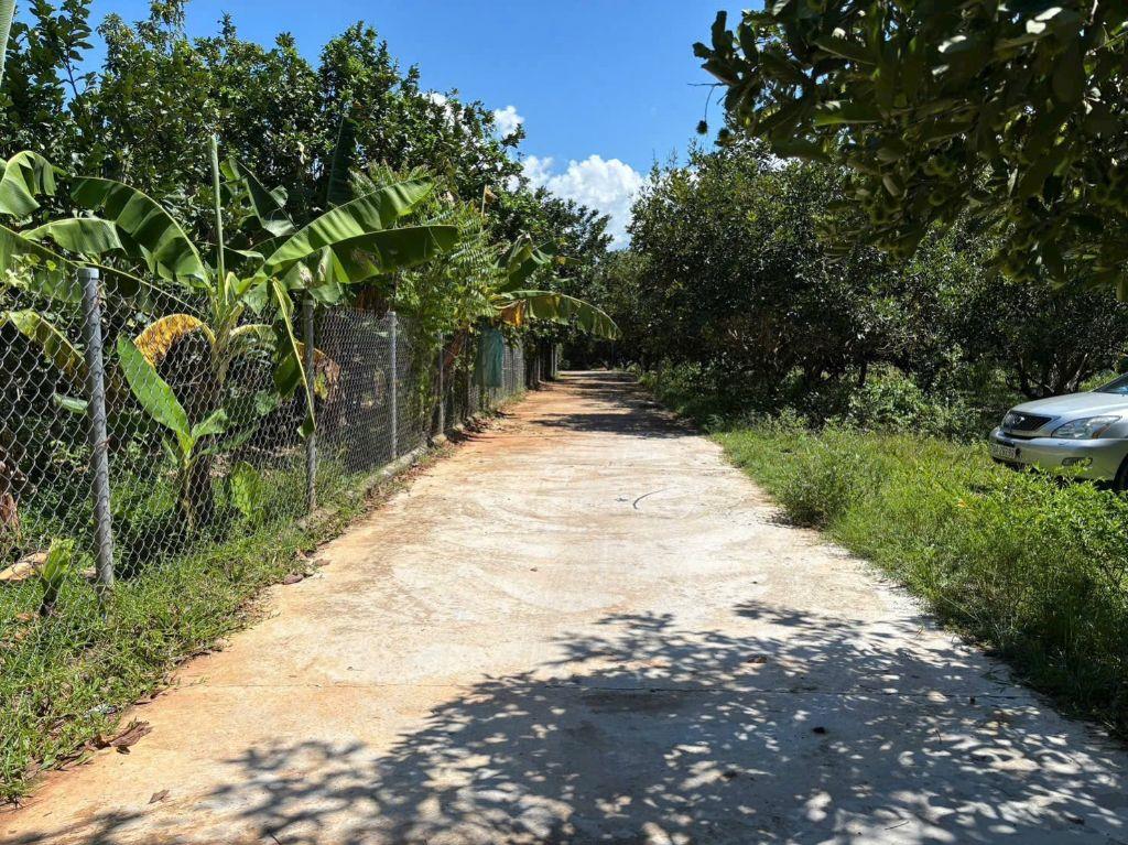 Bán đất Diên Lâm giá rẻ sát bên Hương Lộ 39 - tặng vườn chôm chôm cổ thụ