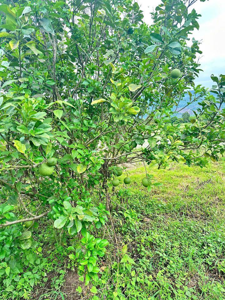 Bán đất Khánh Bình giá rẻ có thổ cư sát bên Tỉnh Lộ 8 - tặng vườn cây trái view cánh đồng