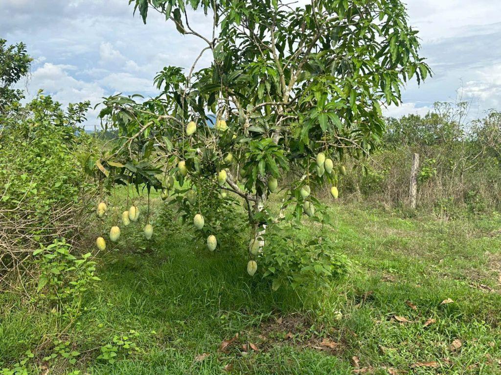 Bán đất Khánh Bình giá rẻ có thổ cư sát bên Tỉnh Lộ 8 - tặng vườn cây trái view cánh đồng