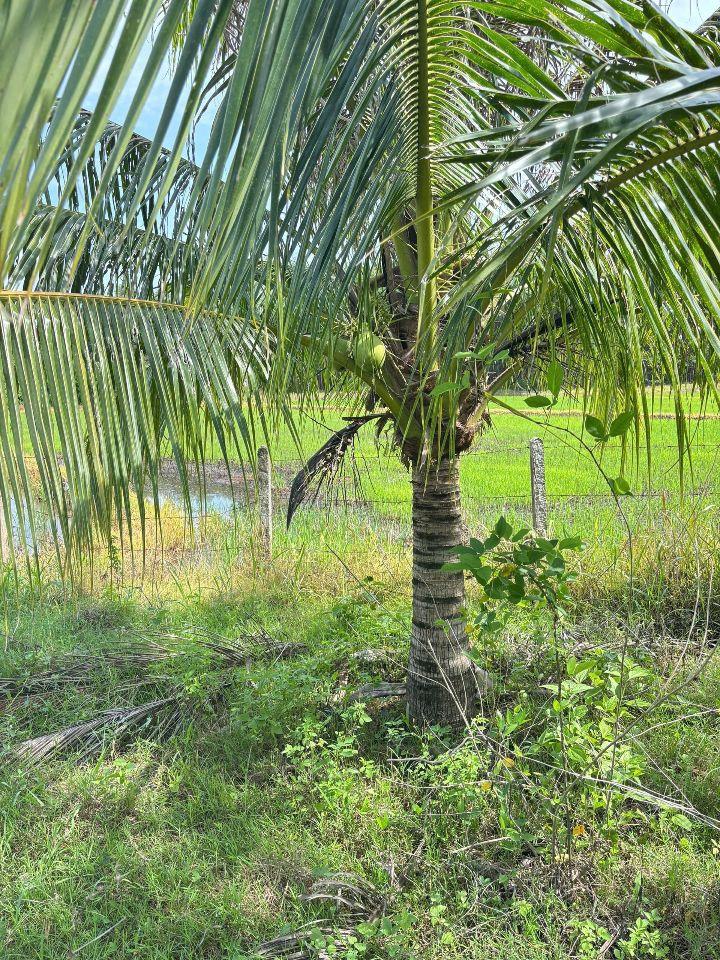 Bán đất Khánh Bình giá rẻ có thổ cư sát bên Tỉnh Lộ 8 - tặng vườn cây trái view cánh đồng