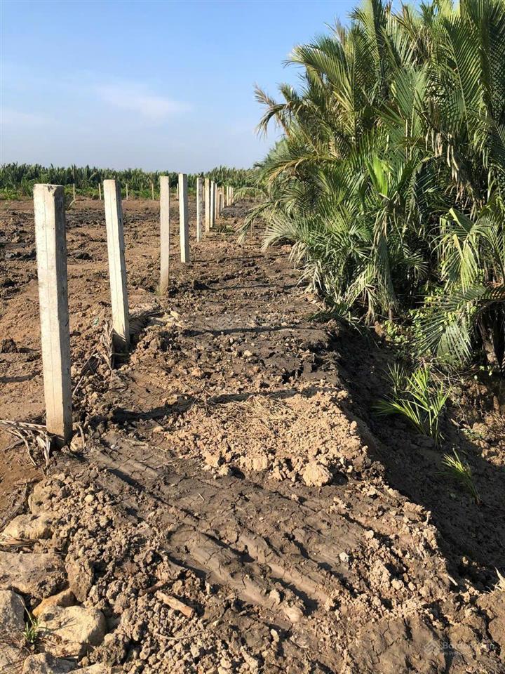 Bán đất nông nghiệp. 9000m² giá 9.45 tỷ xã bình khánh, cần giờ