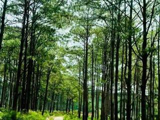 đất nghỉ dưỡng view đồi thông sổ sẵn gần khu du lịch