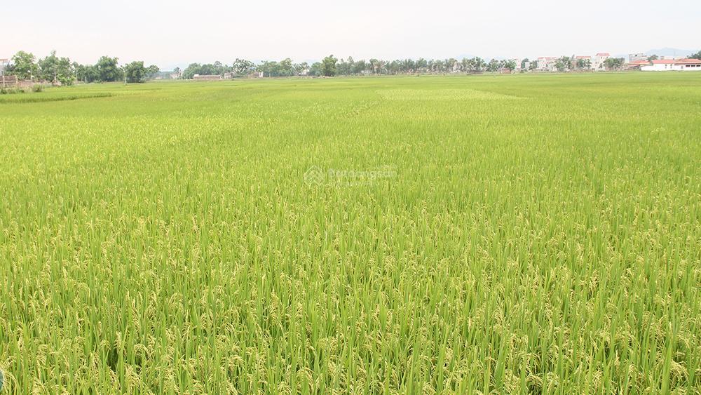 Bán thửa đất khủng mặt tiền ql61c phong điền cần thơ
