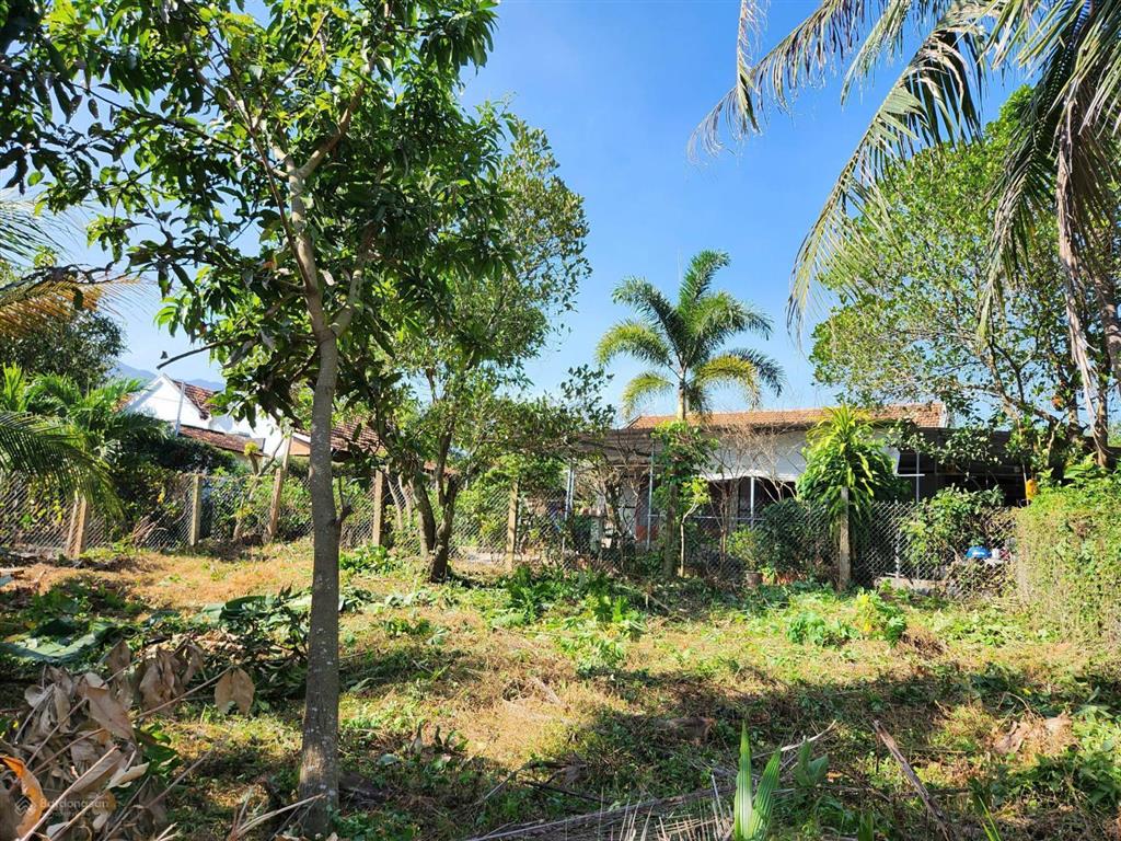 Đất mặt tiền nhựa gò sắn ninh hưng tặng nhà & vườn