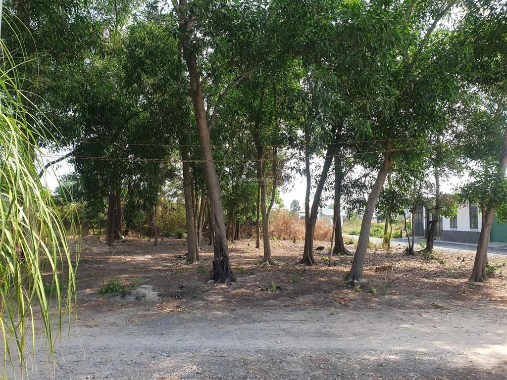 Chính chủ bán đất thổ cư 720m², phường long hoa, tây ninh