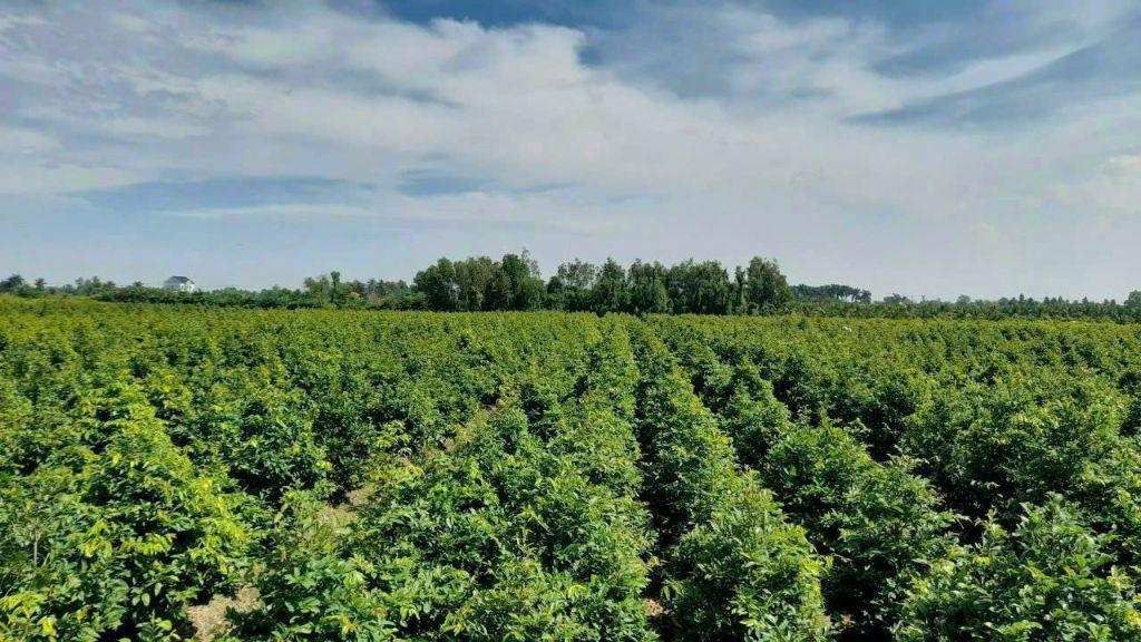Bán Đất Đường Kênh 1 - Bình Lợi - HCM Diện Tích 10.000m2 Giá 3tr/m2