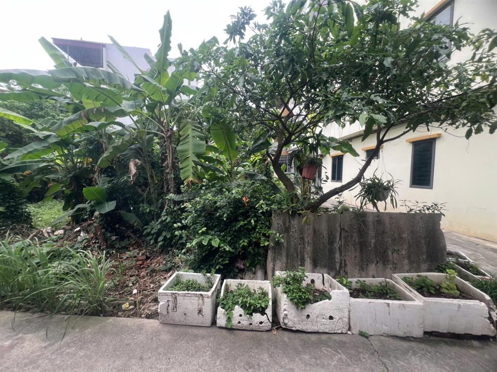 BÁN ĐẤT ĐỨC THƯỢNG, HOÀI ĐỨC - 46M ĐƯỜNG THÔNG TỨ TUNG - NHỈNH 4 TỶ