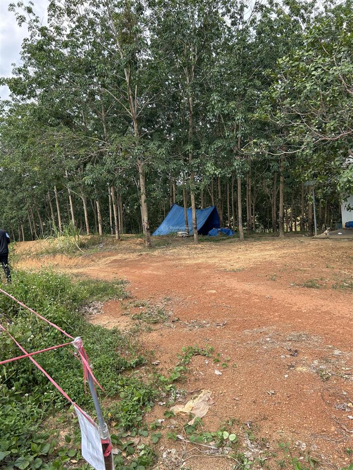 Bán đất xã thống nhất, bù đăng, bình phước, 250 triệu, 1200m2 đất trồng cây, giá ưu đãi lại còn tl