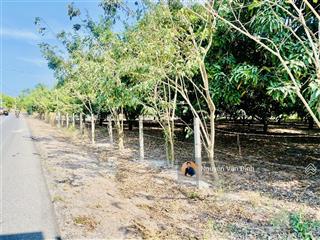 Phước hải( long mỹ) bán vườn xoài
diện tích 500m2 ngang 10m mặt tiền dài 50m sổ sẵngiá 2ty7