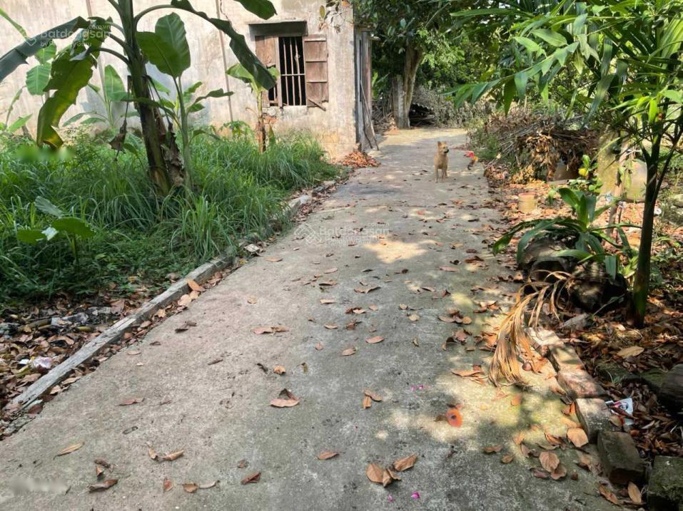 Đất ở, nằm trong đê, mọi quy hoạch đều đẹp. nhà vườn mẫu. tặng 2 tỷ trước 15/09/26.