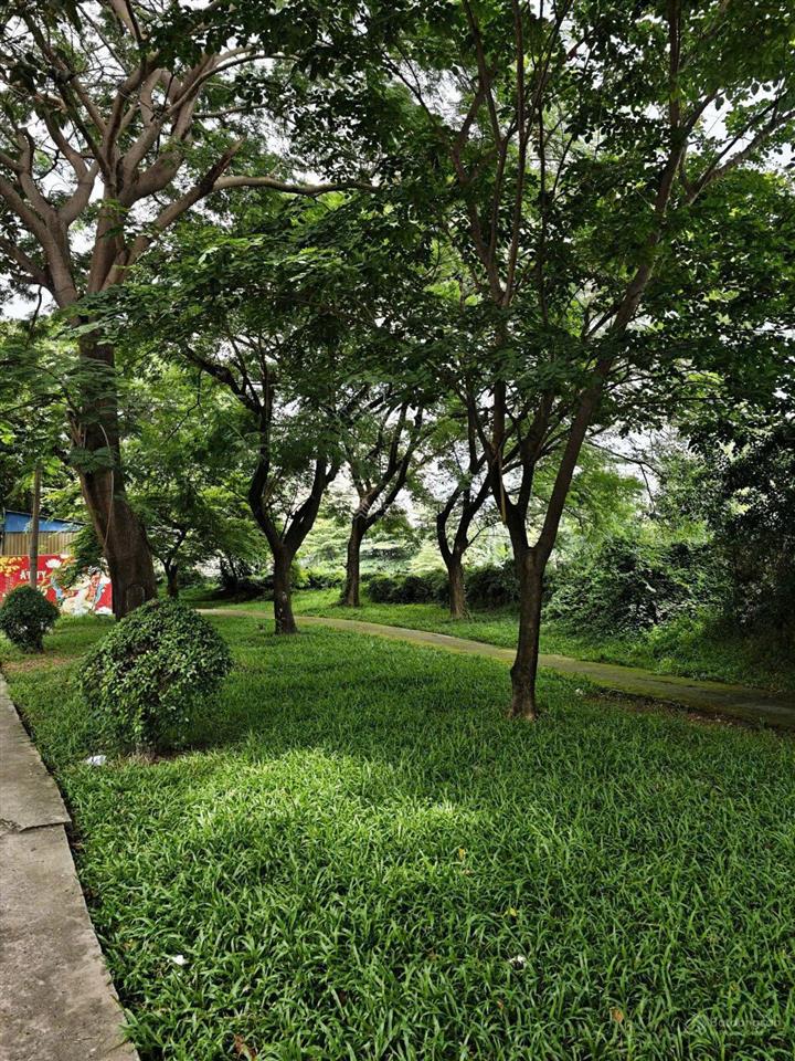 Đối diện công viên lớn !!! đất rẻ mtkd 20m khu bình phú 4 x 21,5m xây 4,5 tấm