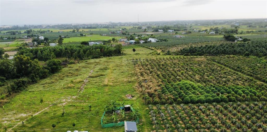 Bán đất chính chủ ngay khu dinh thầy thím (lâm đồng) diện tích 12300m2