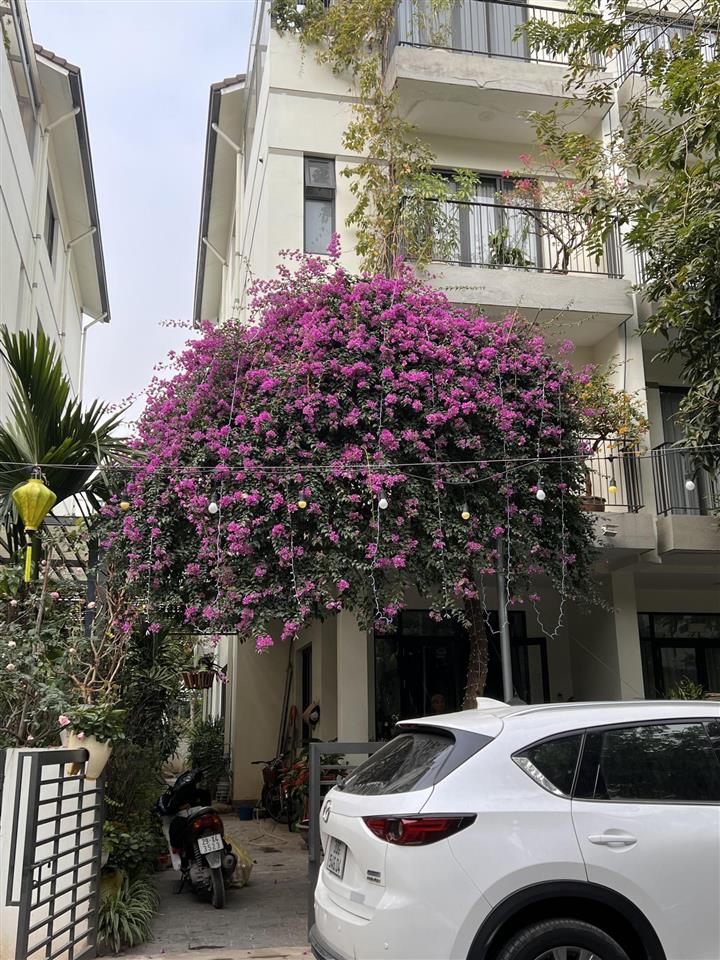 Bán biệt thự song lập vinhomes thăng long