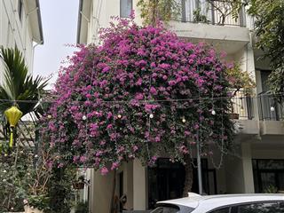 Bán biệt thự song lập vinhomes thăng long